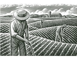 Organic Farming Scene